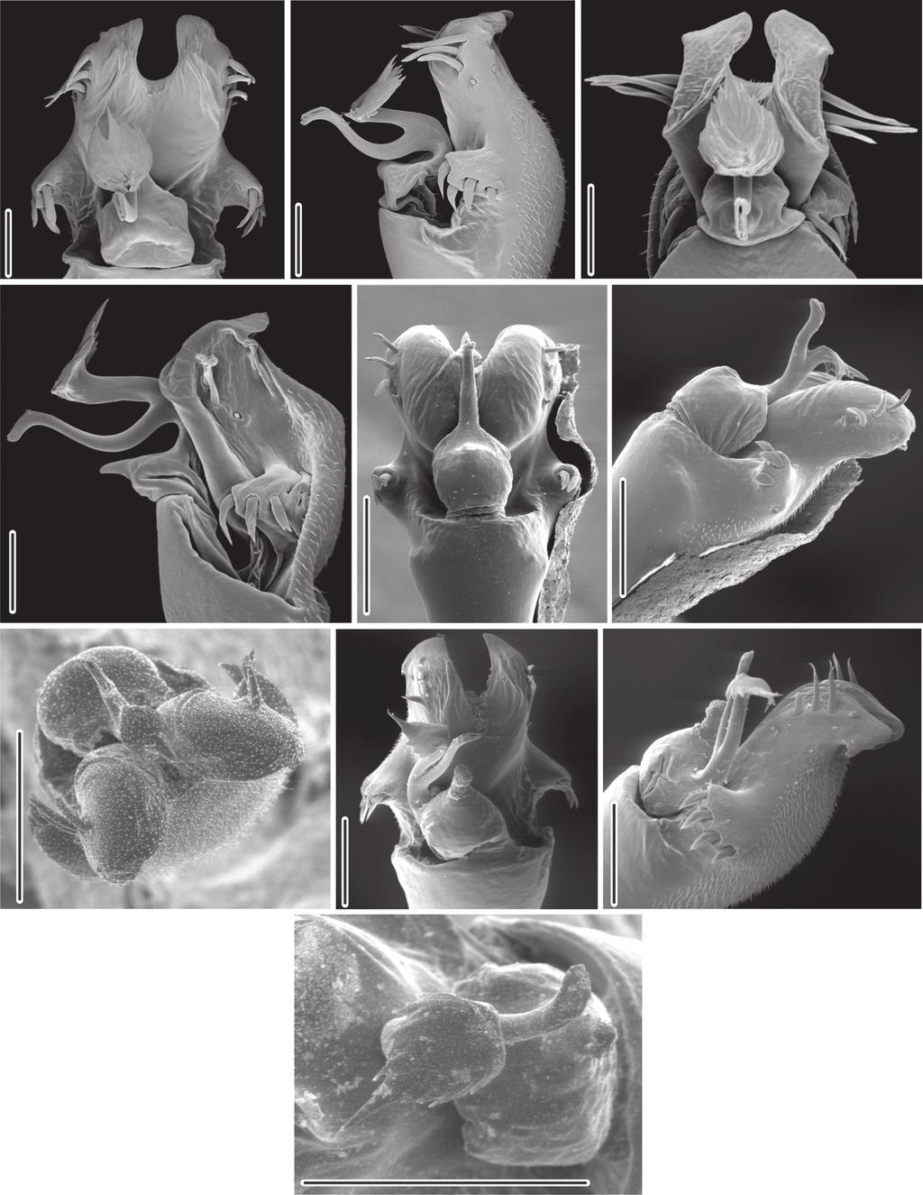 Systematic review and cladistic analysis of the Hernandariinae 42 623 43 45 48 44 46 47 49 50 5 Figures 42-5.