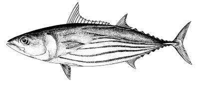 8 Table 3: The tuna species of major commercial importance in the region Skipjack Yellowfin Bigeye Albacore Tuna species Typical size captured 40 to 70 cm 40 to 70 cm and 90 to 160 cm 40 to 70 cm and