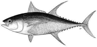 Most fish caught are from one to three years old. In the WCPO, the skipjack biomass is greater than that of the other three main tuna species combined.