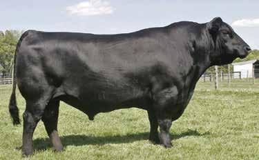 His calving ease is top 1% and his heifer calving ease is top 1%. These are the figures that drive profit - live calves. A great bull.