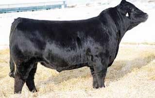 Boulder has great calving ease, in the top 2%, great carcase with good muscle and top 1% marbling. His All Purpose Index is well in the top 1%.