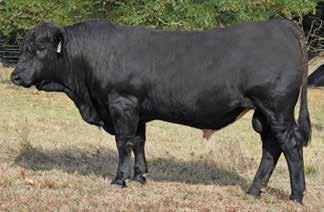 D1225 Upgrade is the most used Sim Angus bull in the US. M644 s 1/2 Gelbvieh mother gives us our preferred 1/4 Simmental, 1/4 Gelbvieh, 1/2 British (Angus).