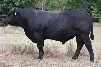 BLACK COMPOSITE BULLS Lot 7 ABC M605 Born: 04/08/16 Brand: M605 Colour: BLACK THOMAS GRADE UP 6849 ABC K500 ABC H1102 This K500 son expresses very good yearling growth with great