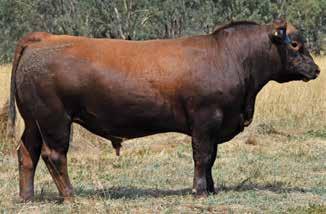 RED COMPOSITE BULLS Lot 11 ABC M1227 Born: 07/09/16 Brand: M1227 Colour: RED WS BEEF MAKER R13 ABC H914 ABC B1111 An attractive high marbling Hammo son.