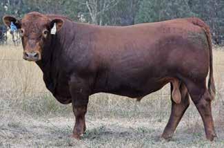 RED COMPOSITE BULLS Lot 14 ABC M1309 Born: 15/09/16 Brand: M1309 Colour: RED WS BEEF MAKER R13 ABC K713 ABC Z1209 K713 is a great young sire. This son is a moderate, easy doing type.