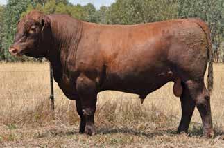 1 72 7 7 6 6 5 6 5 37 2 Lot 15 WS BEEF MAKER R13 ABC H914 ABC B1111 RED ANGUS SIRE ABC E1434 ABC M1128 Born: 30/08/16 Brand: M1128 Colour: RED Here is a bull combining excellent growth with top 1%