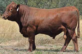 25 141.2 85.6 6 6 5 6 6 5 5 39 2 Lot 16 ABC M1107 Born: 28/08/16 Brand: M1107 Colour: RED WS BEEF MAKER R13 ABC H914 ABC B1111 Great carcase numbers on this bull.