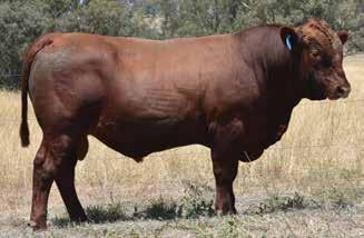 RED COMPOSITE BULLS Lot 17 ABC M855 Born: 17/08/16 Brand: M855 Colour: RED WS BEEF MAKER R1 ABC