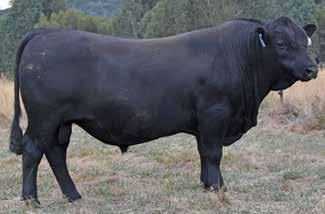 BLACK COMPOSITE BULLS Lot 19 ABC M775 Born: 16/08/16 Brand: M775 Colour: BLACK G A R US PREMIUM BEEF GW PREMIUM BEEF 021TS GW MISS LUCKY CHARM 410P Here we have a typical Premium Beef - thick, meaty