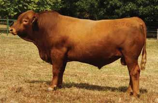 RED COMPOSITE BULLS Lot 32 ABC M961 Born: 22/08/16 Brand: M961 Colour: RED HOOKS TRINITY 9T LEACHMAN CADILLAC L025A REMPE STABILIZER YD0 M961 is a Cadillac - Beef Maker bull with great calving ease