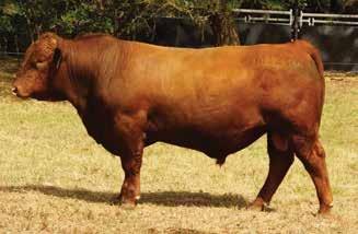 1 75.2 6 6 5 6 6 5 4 42 1 RED COMPOSITE BULLS Lot 33 GW PREDESTINED 701T ABC K576 ABC H874 ABC LUCKY DICE Y1182 ABC G1105 ABC A1274 ABC M1290 Born: 13/09/16 Brand: M1290 Colour: RED A good yearling