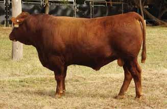 RED COMPOSITE BULLS Lot 35 ABC M1330 Born: 17/09/16 Brand: M1330 Colour: RED WS BEEF MAKER R13 ABC H914 ABC B1111 This Hammo (H914) son should be suitable for heifer joining with low birth weight and