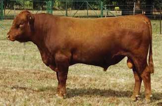 She has consistently produced top sires in our Red Angus herd, producing 9 calves, one every year, before joining our ET program. She has now produced 18 calves.