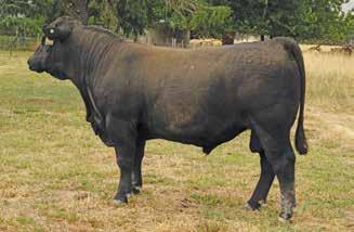 BLACK COMPOSITE BULLS Lot 41 ABC M610 Born: 06/08/16 Brand: M610 Colour: BLACK HOOVER DAM CCR BOULDER 1339A CCR MS L TAYLOR 1339Y Our new AI sire CCR Boulder and ABC Indexer combine pedigrees in this