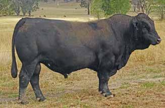 Boulder is our new high indexing AI sire. M570 will be ideal for heifers, yet still gives excellentt growth and muscle. A great, free moving bull. Tested homozygous black. 18.8-2.5 60.3 96.1 7.8 23.