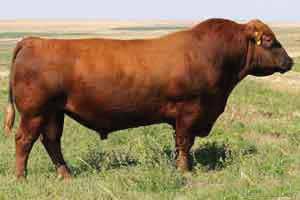 RED RED ANGUS COMPOSITE REFERENCE BULLS SIRES BROWN PREMIER X7876 Born: 14/01/10 Tattoo: X7876 Reg No: USAM1379610 BECKTON NEBULA M045 BECKTON NEBULA P P707 BECKTON LANA M809 EP 5L DESTINATION