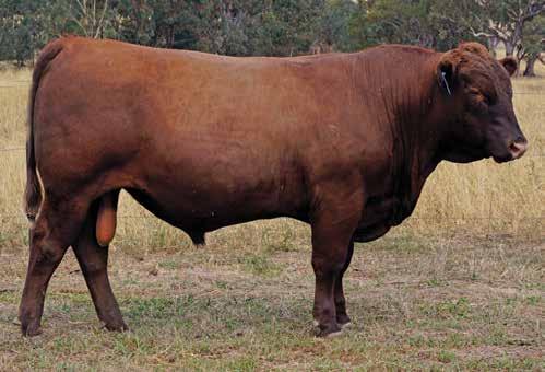 RED ANGUS BULLS Lot 57 HICKS REDEMPTION M136 Born: 27/08/2016 Tattoo: M136 Reg No: HRAM136 BROWN JYJ REDEMPTION Y1334 HICKS REDEMPTION K44 HICKS GOLDEN BOOM F566 This bull has calving ease, combining
