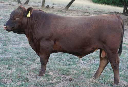 M136 is by our new Redemption sire HRA K44, a bull that is in the top 5% for calving ease and above average for 400 day weight, and IMF in the top 25%.