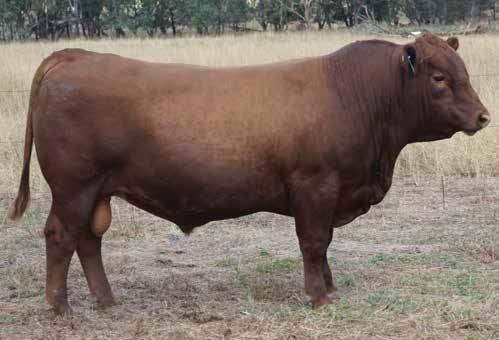 RED ANGUS BULLS Lot 59 HICKS REDEMPTION M87 Born: 21/08/16 Tattoo: M87 Reg No: HRAM87 BROWN JYJ REDEMPTION Y1334 HICKS REDEMPTION K44 HICKS GOLDEN BOOM F566 Here is a bull with top 5% calving ease