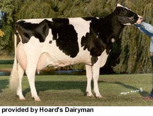 Holstein Most popular breed Originated in Netherlands Black & white very large animals produce large