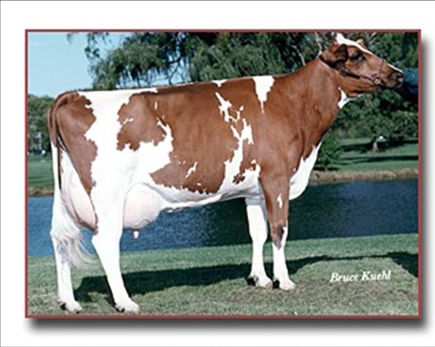 Red & White Holstein Evolved from the black & white Holstein Red & white in color all other