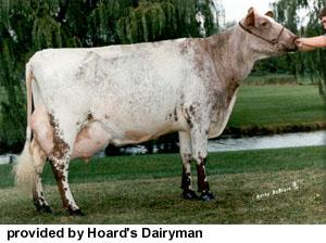 Milking Shorthorn Originated in England any combination of red and white, just red or just white