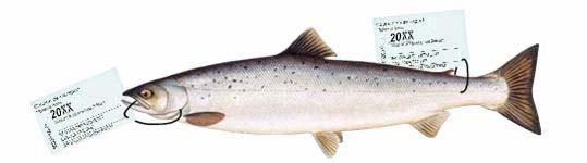 Page 11 Sport Fishing in Québec - 2018-2020 (including salmon fishing) Tagging and registration of salmon Mandatory tagging of salmon The annual salmon fishing licence is issued with four tags.