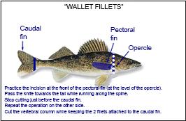 Sport Fishing in Québec - 2018-2020 (including salmon fishing) Page 28 How to cut up wallet fillets Yellow walleye and sauger can be distinguished in the following manner: When you wash the fish