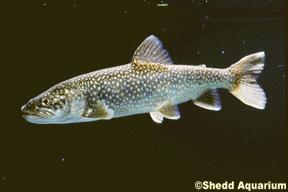 smelt, Bloater Name: Lake Trout