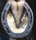 Continued from Page 2 This image is a Kerckhaert DF Select hind shoe with a third calk hole on the outside and extra material ground off the medial side to improve medial breakover.