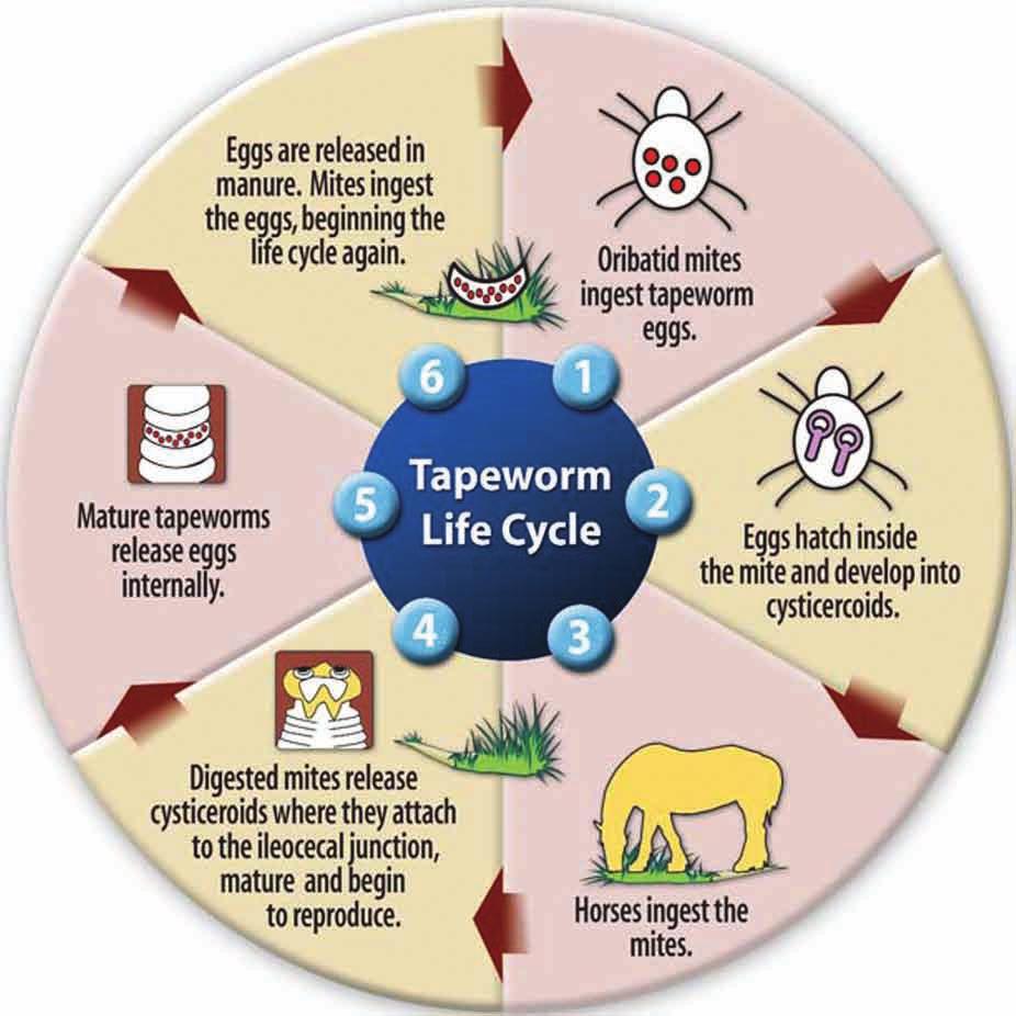 Life cycle of the tapeworm. Oribatid mites are invisible to the eye and can be found on many sources such as hay, feedstuffs, straw and pastures.