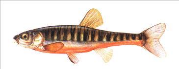Length: Rarely exceed 34cm Location: Lakes, reservoirs, ponds, canals and lowland rivers Preferred