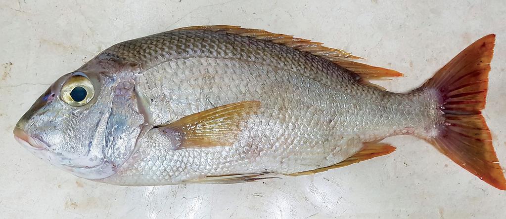 Recently a number of new records of fish species in the Arabian Gulf have been documented (Randall 1986, 1994, Hare 1990, Debelius 1993, Al-Abdessalaam 1995), and several new fish records have been