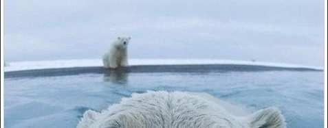 Polar bears are classified as marine mammals because they