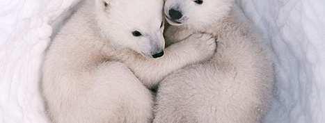 Polar bears depend on sea ice for their existence and are directly impacted by
