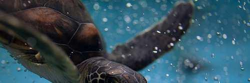 Marine turtles For more than 100 million years marine turtles have covered vast distances across