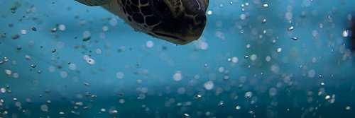 Marine turtles are a fundamental link in marine ecosystems.
