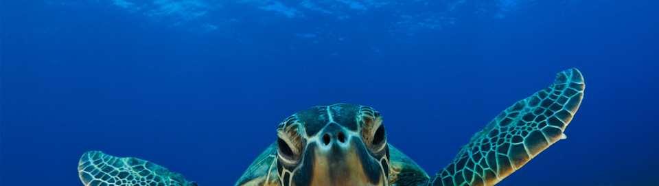 OVERHARVESTING AND ILLEGAL TRADEMarine turtles continue to be harvested unsustainably : turtle meat and