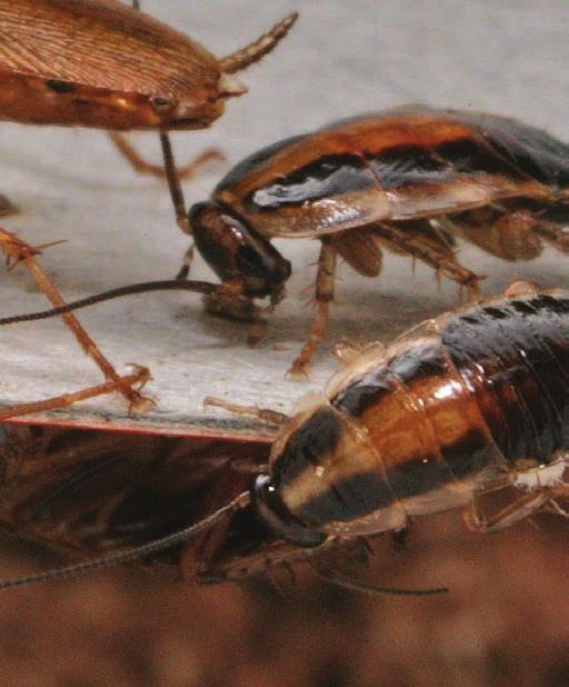 Restricting food and harbourages can be a valuable aid to cockroach control, while good sanitation in the vicinity of baits generally improves control by reducing alternative sources of food and