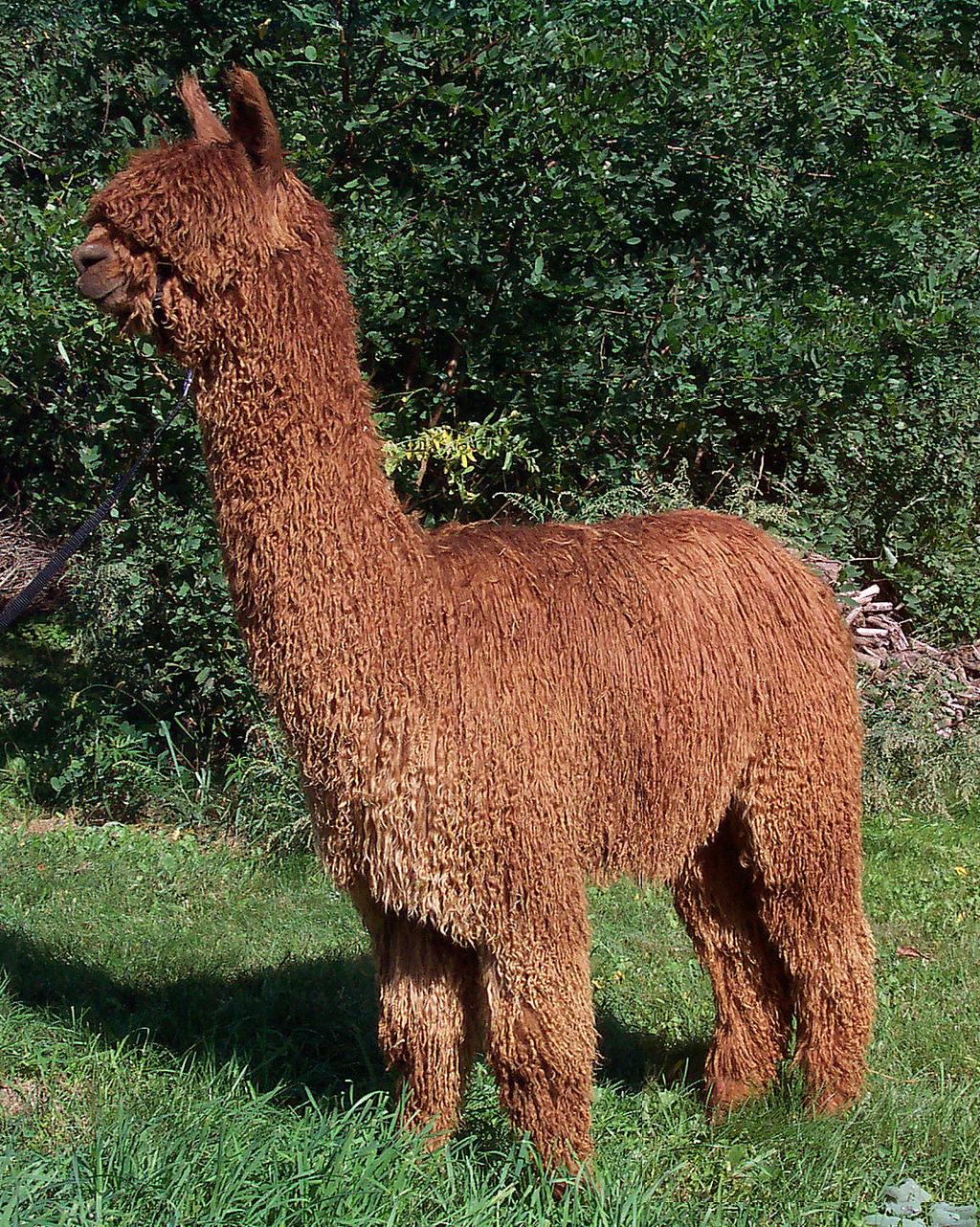 The Suri Breed Standard The Suri alpaca phenotype is a product of breeding between a Suri alpaca male and female with the goal being generational improvement towards the ideal.