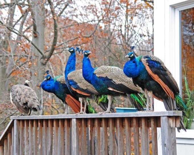 The four peacocks and one peahen that visited me had escaped from a man who kept them in a cage about a half mile from my house.