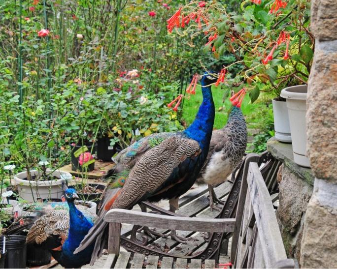 Because the peacocks are competitive, they are sometimes irritated by their own reflection in the sides of a shinny car, thinking it is another peacock.