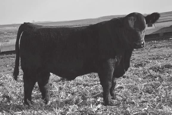We bought some of the last Active Duty semen available and boy are we glad we did. His top producing dam by Hoover Dam is a good one! A rugged individual that will add pounds at weaning.