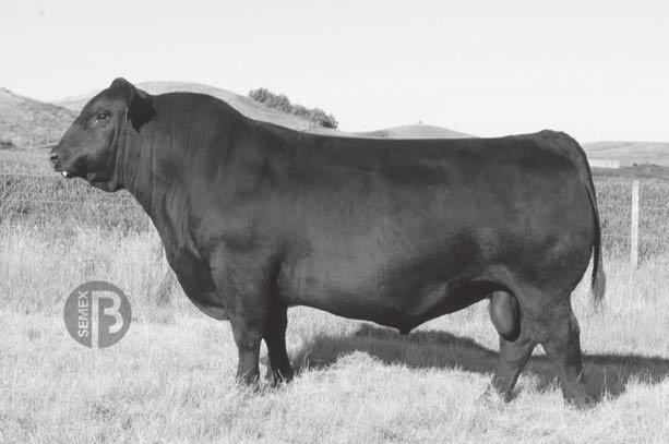 (ET) Dam s Production: 3 BWR 100, 3 NR 100, 1 YR 104 High performing Hot to ET daughter of our 004 Donor who is a full sister in blood to Net Worth, this heifer is the first of her progeny that