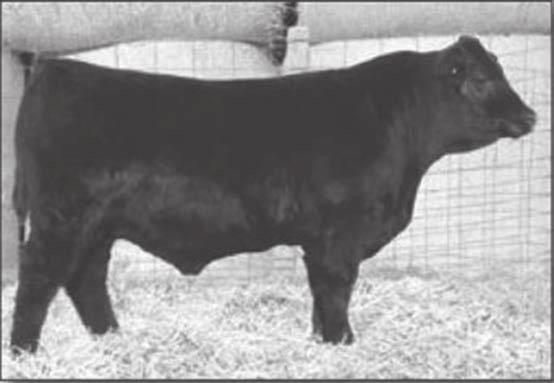 POINTS WEST ANGUS Don Abarr 10463 190th St Barnesville, MN 56514 218-790-5408 (cell) LOT 43 RESSLER ANGUS RANCH Ryan and Meghan Ressler 695 109th Ave NE Cooperstown, ND 58425 701-797-2797 (cell)