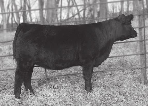 com LOT 44 JAR Focus 2108 426 Sire of 43 Ressler Blackberry 600 44 Points West Erica 3158 604 [OHP] 43 44 Birth Date: 02/04/16 Cow 18571913 Tattoo: 604 Birth Date: 02/01/16 Cow 18598625 Tattoo: 600