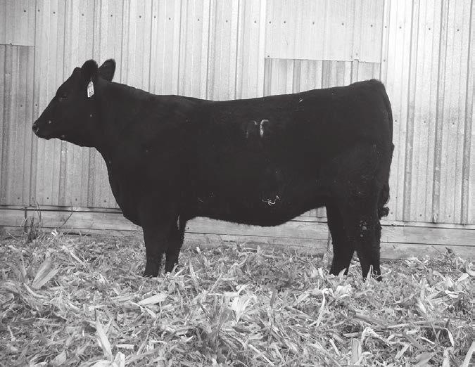 , WWR 116 Dam s Production: 5 BWR 105, 5 NR 103, 3 YR 101 632 will make a powerhouse cow. Thick topped and deep ribbed out of a very correct and productive Franklin 619 cow.