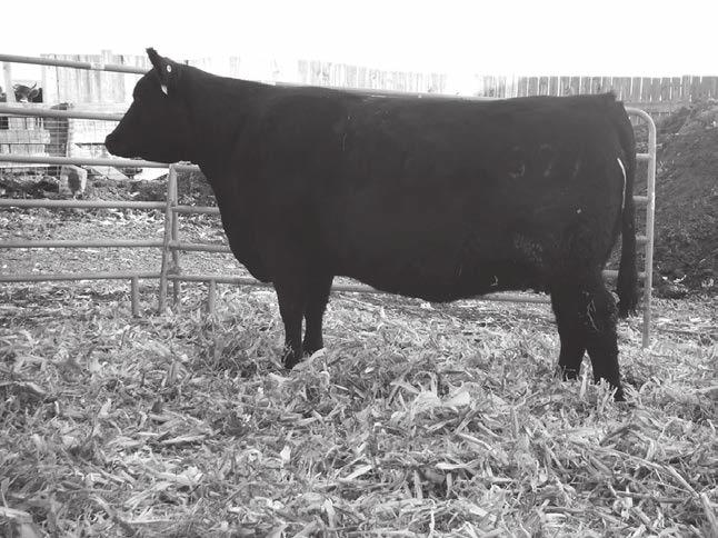 , YWR 103 Dam s Production: 7 BWR 91, 7 NR 100, 7 YR 100. She is a picture perfect cow sired by Baldridge Nebraska and has a great disposition.