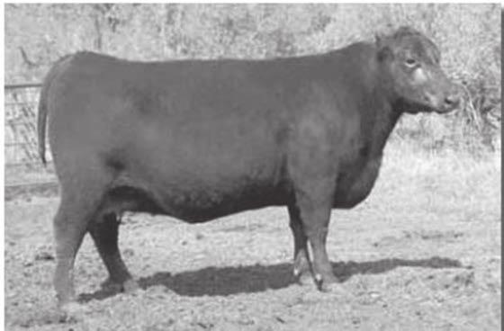 05 BW 80 lbs., 205 Wt. 765 lbs. (ET) Stout, masculine designed bull with added muscle shape, all while attaining a calving ease profile.