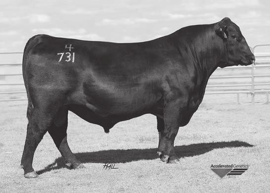 58 4 Embryos (Grade 1) Stored at: Arrow Brand Genetics Basin Payweight 006S #+ Basin Payweight 1682 + [AMF-CAF-D2F-DDF-M1F-NHF-OSF] 17038724 21AR O Lass 7017 Connealy Freightliner # L A Polly 567 #+